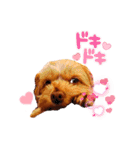 トイプーテディの癒されstamp（個別スタンプ：9）