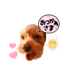 トイプーテディの癒されstamp（個別スタンプ：16）