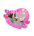 チワワのクラインくん❤︎（個別スタンプ：4）
