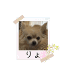 チワワのクラインくん❤︎（個別スタンプ：10）