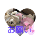 チワワのクラインくん❤︎（個別スタンプ：12）
