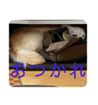 チワワのクラインくん❤︎（個別スタンプ：16）