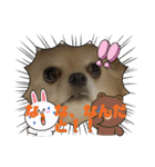 チワワのクラインくん❤︎（個別スタンプ：17）