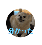 チワワのクラインくん❤︎（個別スタンプ：18）
