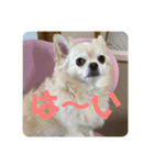 チワワのクラインくん❤︎（個別スタンプ：19）