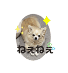 チワワのクラインくん❤︎（個別スタンプ：21）