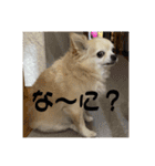 チワワのクラインくん❤︎（個別スタンプ：22）