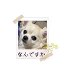 チワワのクラインくん❤︎（個別スタンプ：23）