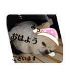 チワワのクラインくん❤︎（個別スタンプ：25）