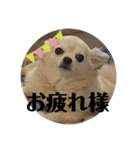 チワワのクラインくん❤︎（個別スタンプ：26）
