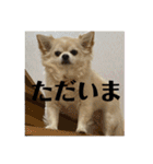 チワワのクラインくん❤︎（個別スタンプ：28）