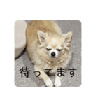 チワワのクラインくん❤︎（個別スタンプ：31）