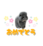 うちの子シリーズ『うさぎの高丸くん』（個別スタンプ：2）