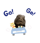 うちの子シリーズ『うさぎの高丸くん』（個別スタンプ：3）
