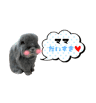 うちの子シリーズ『うさぎの高丸くん』（個別スタンプ：6）