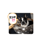 福禅★不動産あるある（個別スタンプ：13）