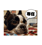 福禅★不動産あるある（個別スタンプ：22）