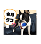 福禅★不動産あるある（個別スタンプ：31）