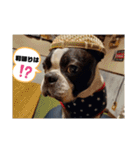 福禅★不動産あるある（個別スタンプ：37）
