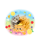 キャットシッターさんちのねこさん（個別スタンプ：1）