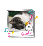 キャットシッターさんちのねこさん（個別スタンプ：2）