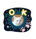 キャットシッターさんちのねこさん（個別スタンプ：3）