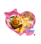 キャットシッターさんちのねこさん（個別スタンプ：4）