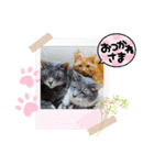 キャットシッターさんちのねこさん（個別スタンプ：6）