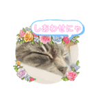 キャットシッターさんちのねこさん（個別スタンプ：7）