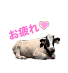 生き物たちと共に②（個別スタンプ：10）