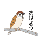 身近な野鳥スタンプ（個別スタンプ：3）