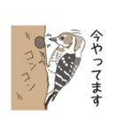 身近な野鳥スタンプ（個別スタンプ：13）