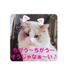 ayasironek-ミミ（個別スタンプ：1）