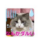 ayasironek-ミミ（個別スタンプ：2）