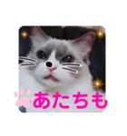 ayasironek-ミミ（個別スタンプ：4）