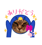 みんなを癒そう真顔ねこ（個別スタンプ：1）