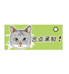 猫まるけ省エネスタンプ（個別スタンプ：12）