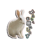 だるまうさぎレスキューSTAMP！（個別スタンプ：26）