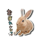 だるまうさぎレスキューSTAMP！（個別スタンプ：27）