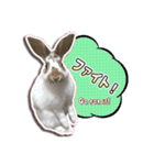 だるまうさぎレスキューSTAMP！（個別スタンプ：29）