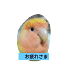 kawafamily28（個別スタンプ：5）