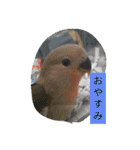 kawafamily28（個別スタンプ：15）