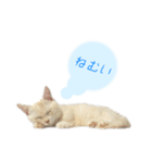 ねこのレタス（個別スタンプ：15）