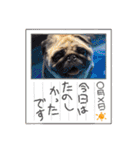 毎日りーさん（個別スタンプ：13）