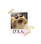 テオのスタンプ2（個別スタンプ：12）