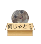 テオのスタンプ2（個別スタンプ：15）