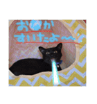 こじろうと愉快な仲間たち（個別スタンプ：15）