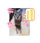 こじろうと愉快な仲間たち（個別スタンプ：16）
