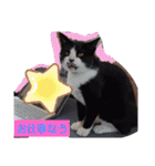 こじろうと愉快な仲間たち（個別スタンプ：17）