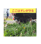 こじろうと愉快な仲間たち（個別スタンプ：19）